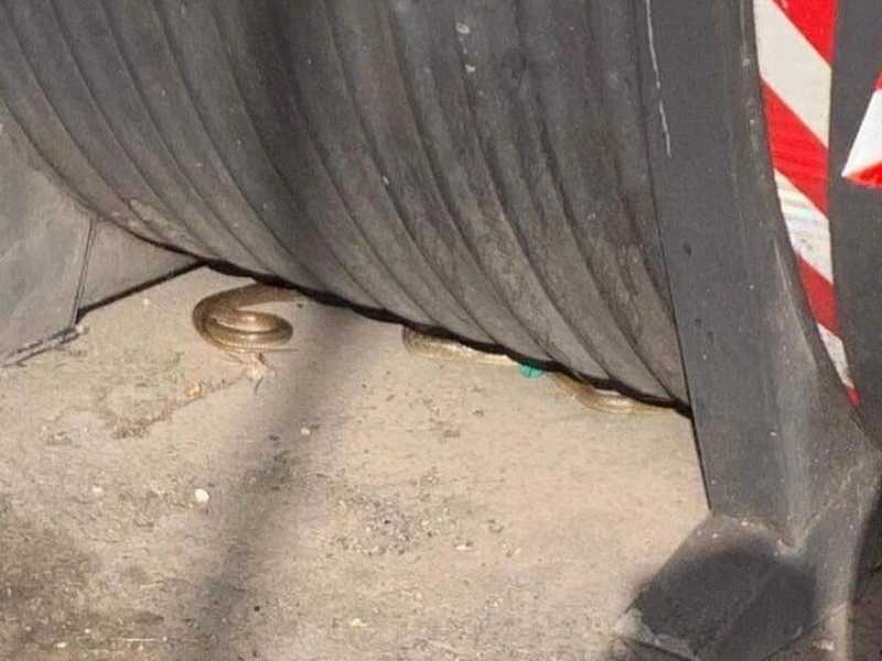 La presenza dei serpenti a Roma non è come quella di gabbiani e cinghiali. Parla l'esperto