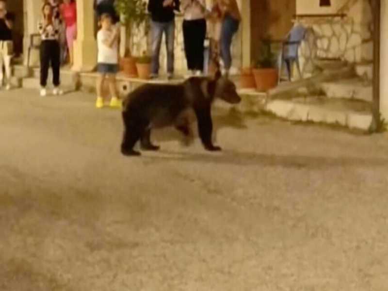 Gli orsi piacciono per il loro aspetto puccioso, ma sono più pericolosi e violenti dei lupi