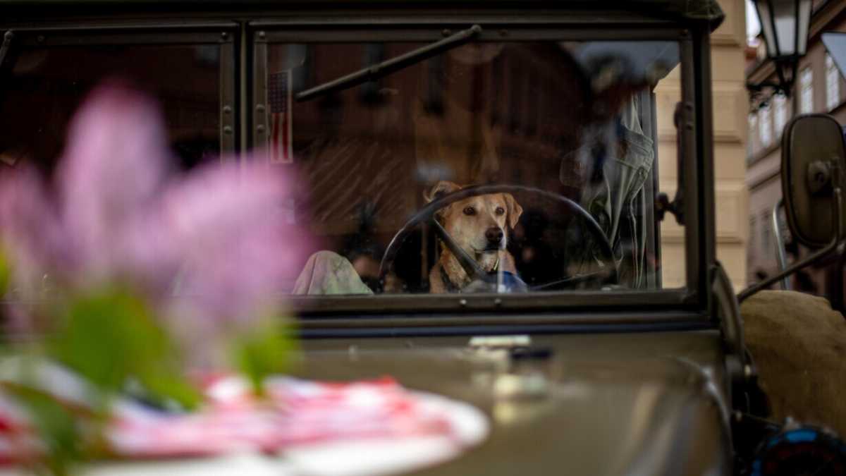 Immagine di I cuccioli e la racaille dei diritti