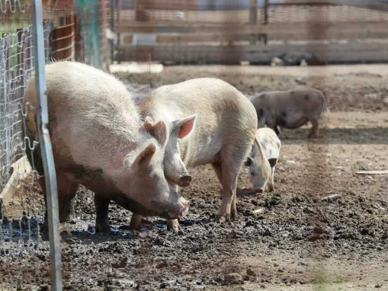 Tutti i dubbi sullo sviluppo di embrioni misti
