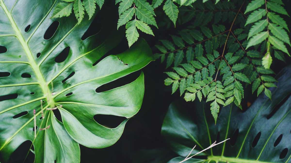 Immagine di Le piante hanno evoluto terapie a Rna