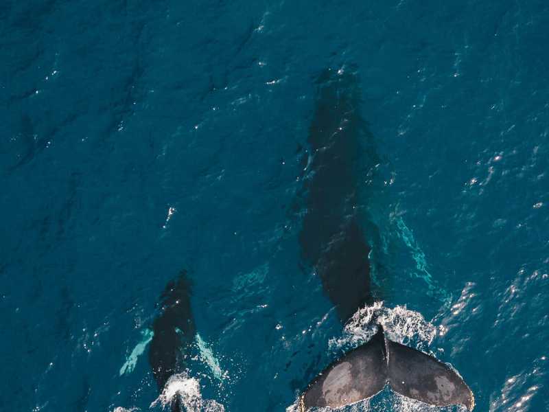 "Il canto del mare". Madre e figlio insieme a seguire il tragitto delle balene e di sé stessi