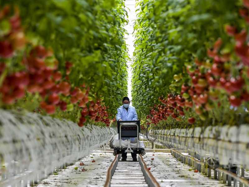Dannati pomodori. Dallo Xinjiang all'Italia