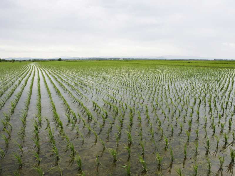 &nbsp;Un campo di riso - foto via Getty Images