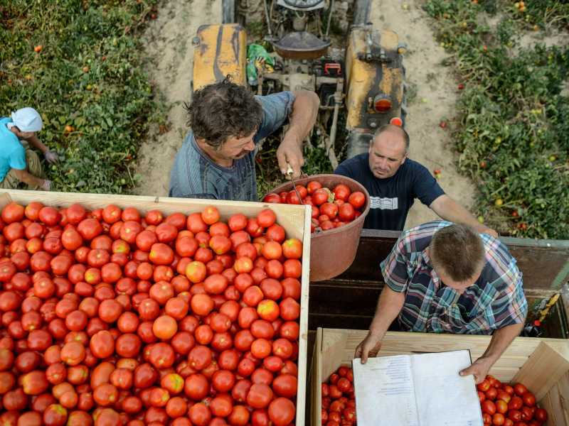 La vendita del pomodoro di Manduria incentivata da una campagna stampa contro il logorio della vita moderna? Sono solo ondate emotive (foto Ansa) <br />