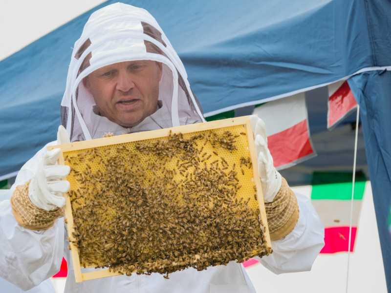 L'alveare di Lollobrigida attaccato da vespe e calabroni. E intanto il ministro non riesce a trovare un portavoce