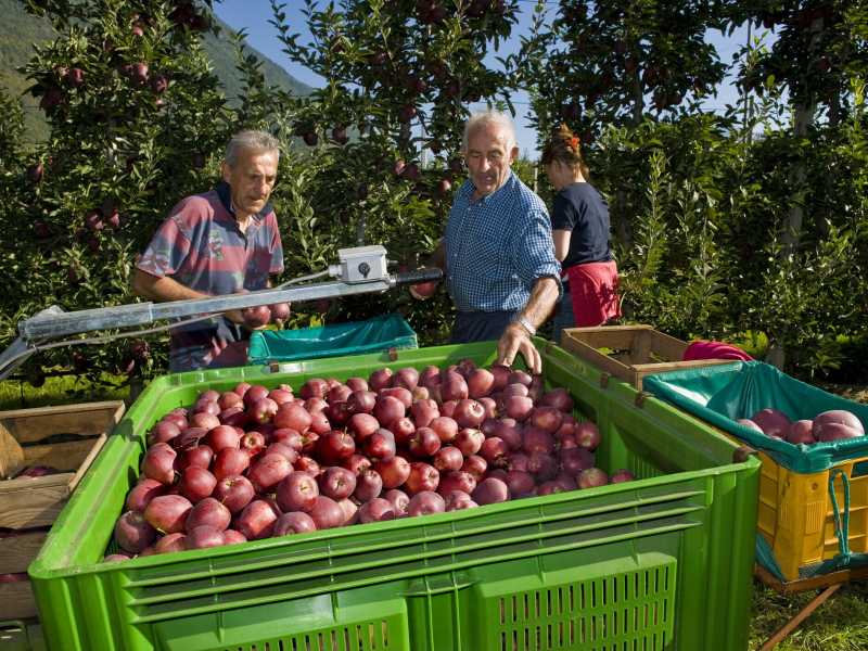 La raccolta delle mele in Valtellina (foto Giovanni Mereghetti/Education Images/Universal Images Group via Getty Images)&nbsp;<br />