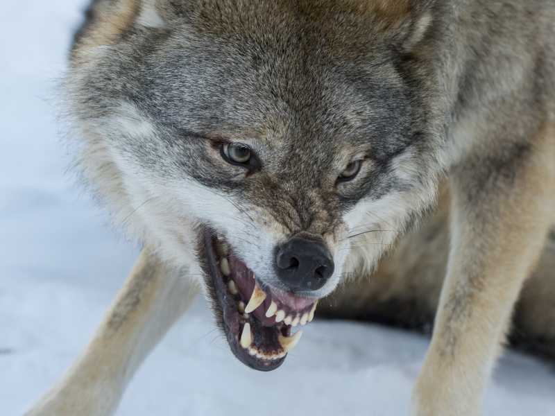 Primo piano di un lupo grigio dominante (Canis lupus) che ringhia in un parco faunistico nella Norvegia (Foto di Wolfgang Kaehler/Getty Images) <br />