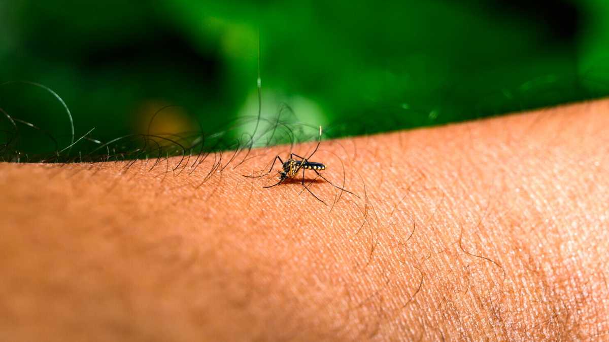 Immagine di West Nile. Rocca: "Niente allarmismi, non è il Covid. Ma interveniamo"