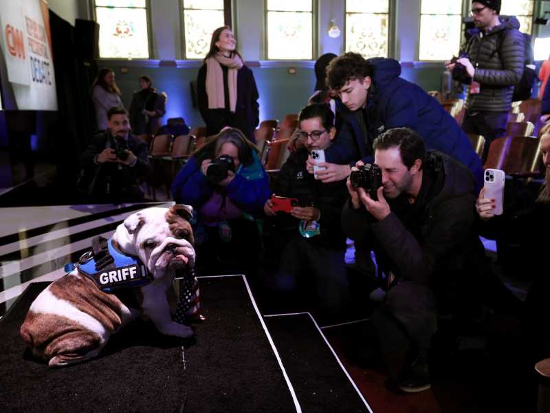 Il cane Griff, mascotte della Drake University in Iowa (foto Getty)&nbsp;<br />
