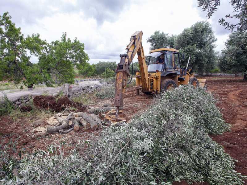 Alla fine confermano anche i giudici: si chiama Xylella, non Tap