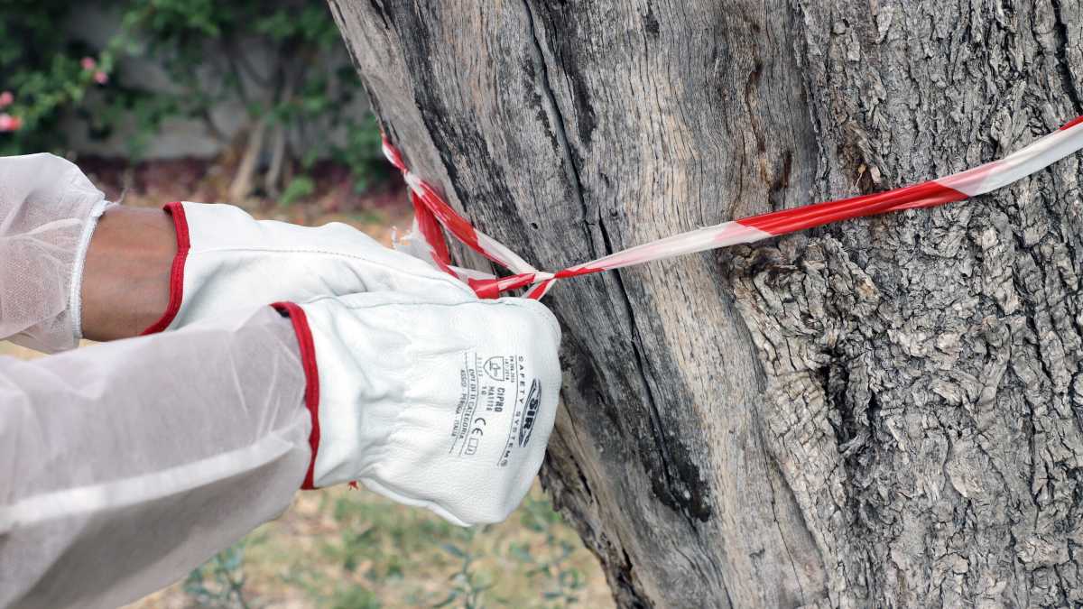 Immagine di Per il Campo largo in Puglia convivere con la Xylella non è così male