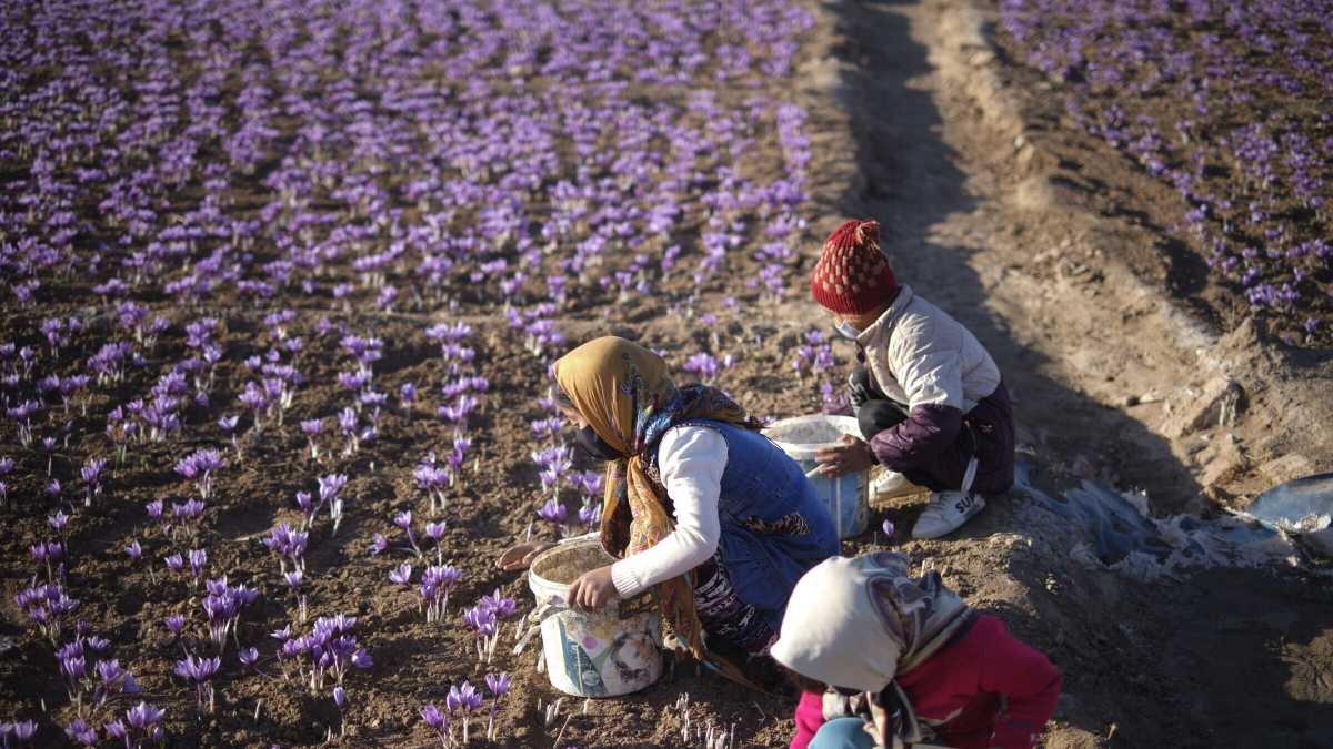 Immagine di La guerra in tavola. Il conflitto ferma anche l'export di zafferano iraniano
