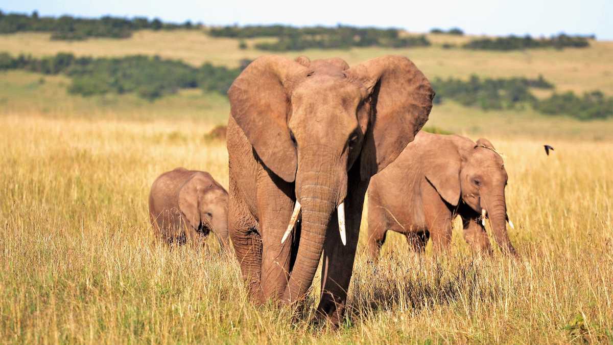 Immagine di Elefanti e cannibali