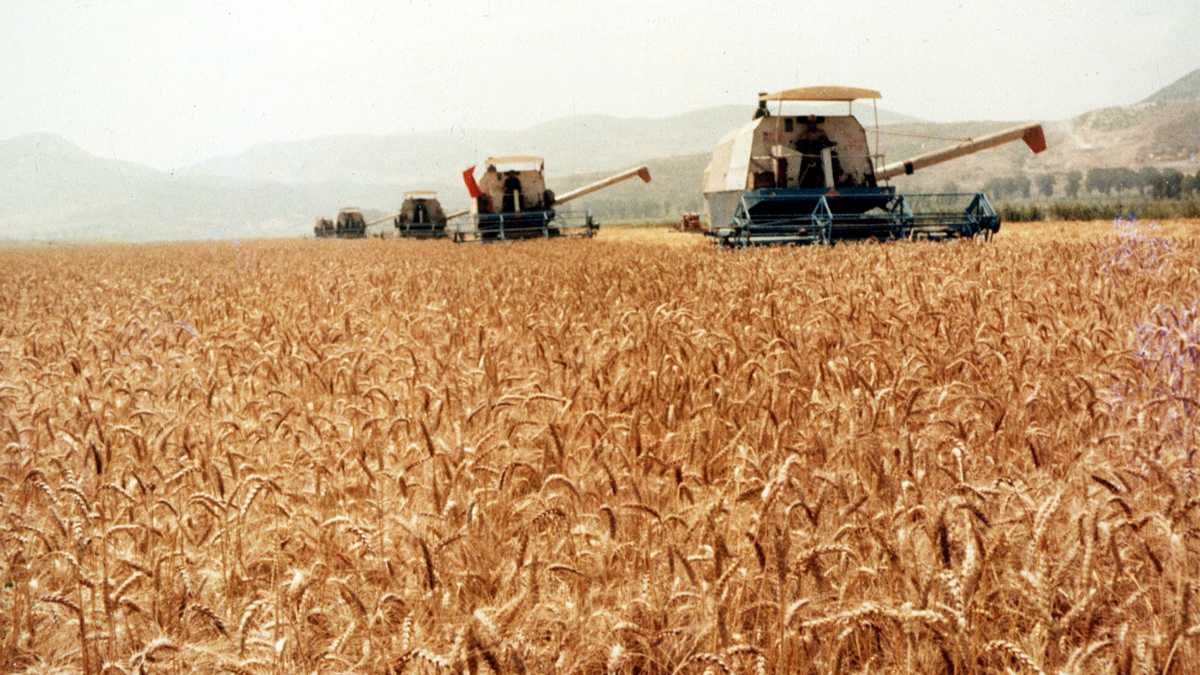 Immagine di Trent’anni di Ogm, la rivoluzione che non è mai piaciuta all’Italia