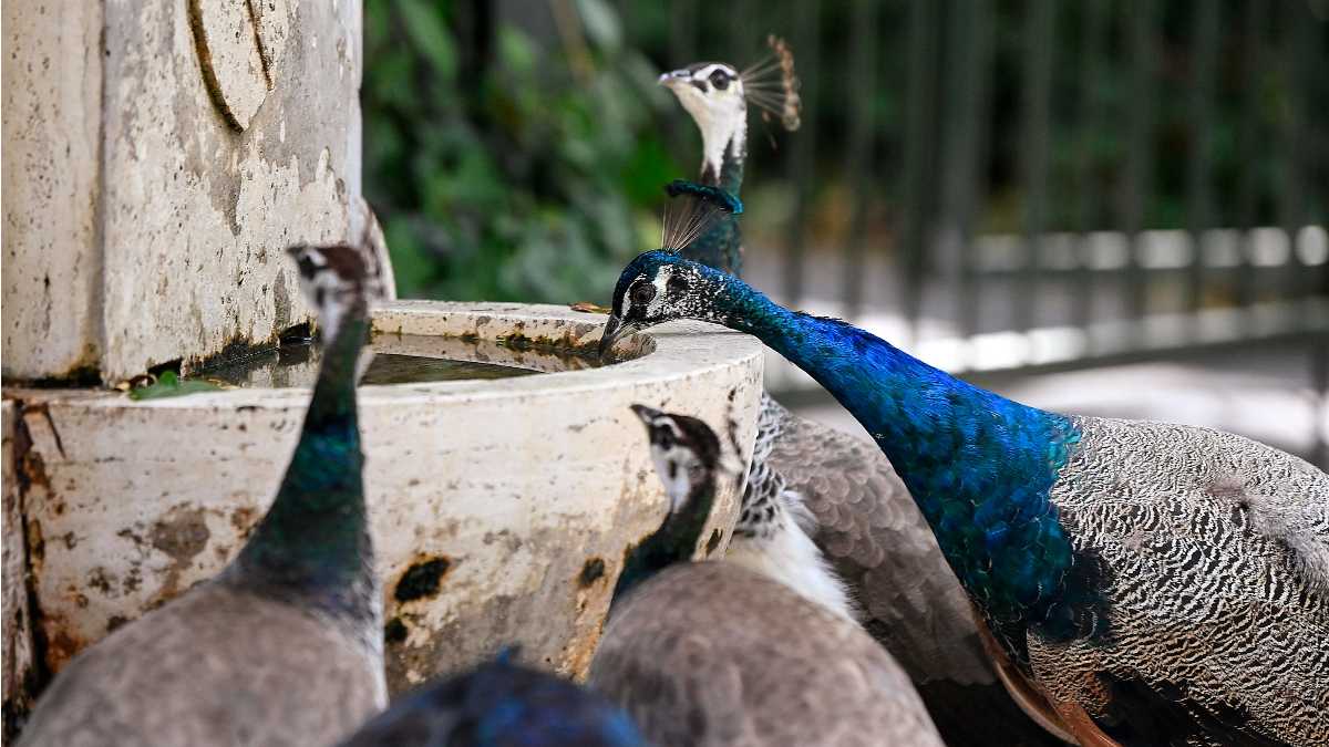 Immagine di Ci vorrebbe Buzzati per narrare dei pavoni a Punta Marina