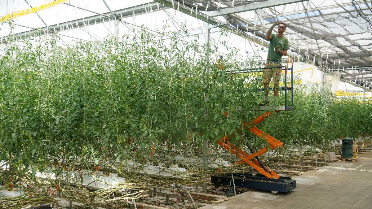 Immagine di Addio, natura. Il cibo sano e vincente ce lo dà la tecnologia