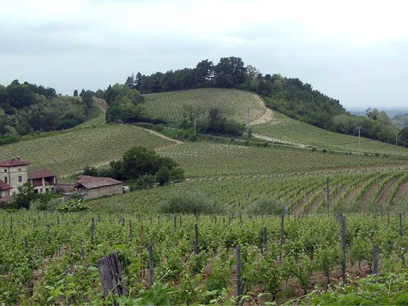 Un vigneto nel Monferrato (Ansa)