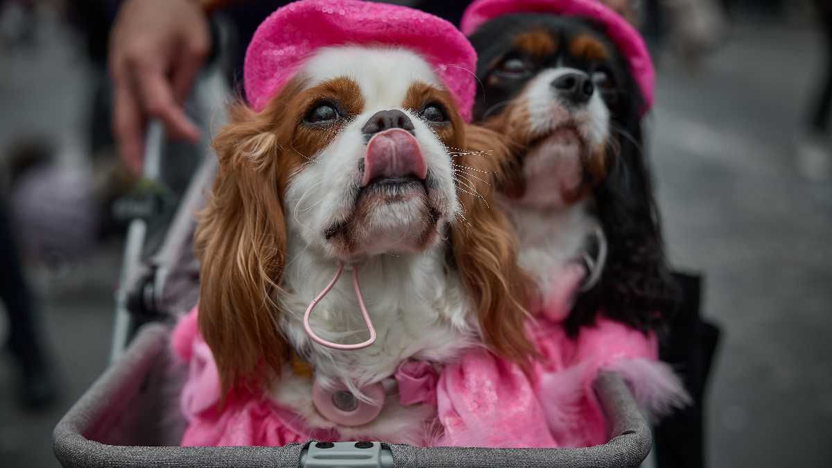 Immagine di Cuccioli, non figli: l'inverno demografico è anche culturale