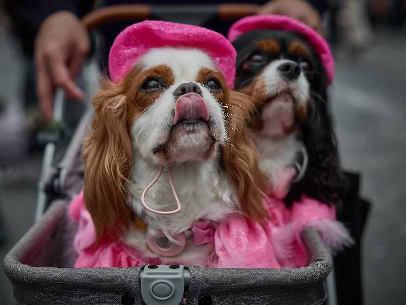 Due cani di razza King Charles Spaniel, Lola (a sinistra) e sua cugina Roxie in un passeggino per cani lungo gli Champs-Élysées durante la "Marche des Animaux" (GettyImages)